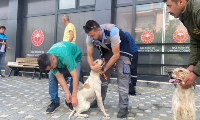 AV KÖPEKLERİNE AŞI VE ÇİP UYGULAMASI